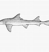 Image result for "scylliogaleus Quecketti". Size: 172 x 185. Source: shark-references.com