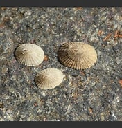Image result for "puncturella Noachina". Size: 176 x 185. Source: www.aphotomarine.com