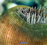 Image result for "sarsia Striata". Size: 190 x 185. Source: joseluisalcaide.com