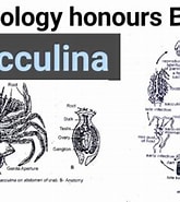 Afbeeldingsresultaten voor Sacculina Atlantica Geslacht. Grootte: 165 x 185. Bron: www.youtube.com