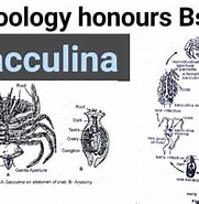 Afbeeldingsresultaten voor Sacculina life Span. Grootte: 181 x 185. Bron: www.youtube.com