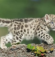 Résultat d’image pour Snow Leopard class. Taille: 180 x 185. Source: kids.nationalgeographic.com
