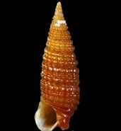 Image result for Cheirodonta. Size: 171 x 185. Source: www.gastropods.com