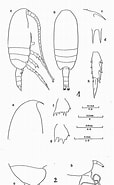 Afbeeldingsresultaten voor "clausocalanus Jobei". Grootte: 114 x 185. Bron: copepodes.obs-banyuls.fr