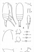 Afbeeldingsresultaten voor "clausocalanus Jobei". Grootte: 120 x 185. Bron: copepodes.obs-banyuls.fr