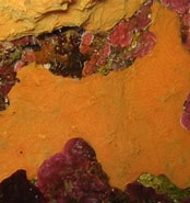 Afbeeldingsresultaten voor "pleraplysilla Minchini". Grootte: 174 x 185. Bron: spongeguide.uncw.edu