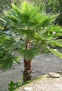 Image result for "Phakellia Robusta". Size: 125 x 185. Source: diygardens.org