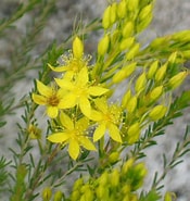 Image result for "paraclione Flavescens". Size: 175 x 185. Source: www.gardeningwithangus.com.au