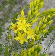 Image result for "solmaris Flavescens". Size: 182 x 185. Source: www.gardeningwithangus.com.au