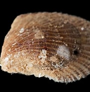 Image result for Pterioida. Size: 181 x 185. Source: eol.org