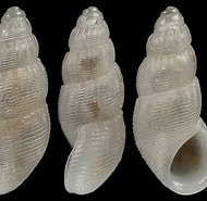 Image result for "onoba Semicostata". Size: 190 x 185. Source: www.idscaro.net
