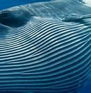 Afbeeldingsresultaten voor Hoe groot is een walvis. Grootte: 182 x 104. Bron: www.hetscheepvaartmuseum.nl