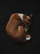 Image result for World Dansk Fritid Husdyr Hunde racer Spidshunde Basenji. Size: 136 x 185. Source: muy.dk