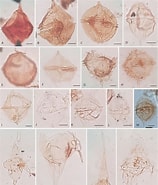 Afbeeldingsresultaten voor "aglauropsis Edwardsii". Grootte: 158 x 185. Bron: www.researchgate.net