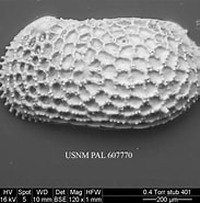Image result for "sclerochilus Bradyi". Size: 183 x 185. Source: www.si.edu