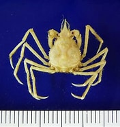 Image result for "pyromaia Tuberculata". Size: 176 x 185. Source: www.marineco.co.jp