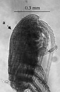 Image result for Paracalanus indicus Rijk. Size: 120 x 185. Source: www.researchgate.net