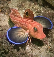 Image result for Lepidotrigla. Size: 176 x 185. Source: www.sydneydives.com