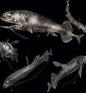 Image result for Pachystomias microdon Superklasse. Size: 171 x 185. Source: www7a.biglobe.ne.jp