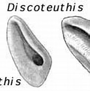 Image result for Cycloteuthidae. Size: 183 x 104. Source: tolweb.org