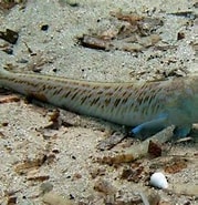 Image result for "trachinus Draco". Size: 179 x 185. Source: adriaticnature.com