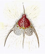 Afbeeldingsresultaten voor "pterocanium Trilobum". Grootte: 155 x 185. Bron: www.mikrotax.org