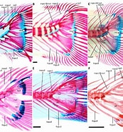 Image result for "maulisia Argipalla". Size: 173 x 185. Source: www.researchgate.net