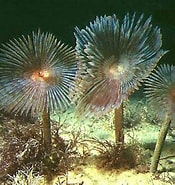 Image result for Sabellida. Size: 175 x 185. Source: varietyoflife.com.au