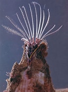 Image result for Sacculina Atlantica Rijk. Size: 137 x 185. Source: www.britannica.com