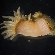 Image result for Gestekelde zandkokerworm dieet. Size: 184 x 185. Source: www.coastsandreefs.net