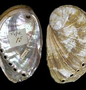 Haliotis tuberculata Species-साठीचा प्रतिमा निकाल. आकार: 176 x 185. स्रोत: www.marinespecies.org