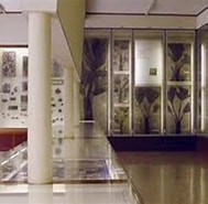 Risultato immagine per Verona Museo Civico di Storia Naturale. Dimensioni: 189 x 185. Fonte: viaggiart.com