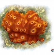Image result for Ectyoplasia ferox. Size: 182 x 185. Source: www.gulfbase.org