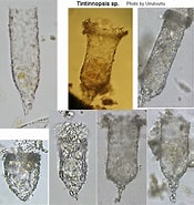 Afbeeldingsresultaten voor "tintinnopsis Baltica". Grootte: 175 x 185. Bron: web.nies.go.jp