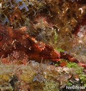 Afbeeldingsresultaten voor "scorpaena Maderensis". Grootte: 175 x 185. Bron: reeflifesurvey.com