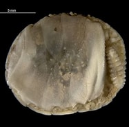 Image result for "gyge Branchialis". Size: 187 x 185. Source: www.marinespecies.org