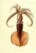 Image result for Mastigoteuthis Rijk. Size: 128 x 185. Source: alchetron.com