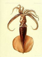Afbeeldingsresultaten voor Mastigoteuthis magna. Grootte: 136 x 185. Bron: alchetron.com