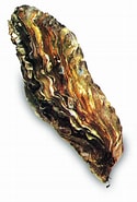 Afbeeldingsresultaten voor Japanse oester Anatomie. Grootte: 125 x 185. Bron: www.gastropedia.nl