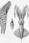 Image result for "cycloteuthis Sirventi". Size: 126 x 185. Source: www.marinespecies.org