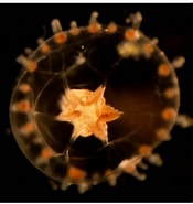 Image result for "proboscidactyla Stellata". Size: 175 x 185. Source: www.researchgate.net