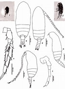 Afbeeldingsresultaten voor "acrocalanus Gibber". Grootte: 134 x 185. Bron: copepodes.obs-banyuls.fr