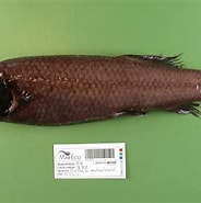 Image result for "scopelarchus Michaelsarsi". Size: 184 x 182. Source: www.fishbiosystem.ru