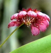 Image result for "corophium Bonnellii". Size: 176 x 185. Source: orchidofsumatra.blogspot.com