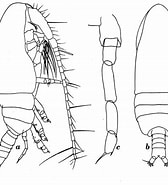 Image result for "acrocalanus Andersoni". Size: 168 x 185. Source: copepodes.obs-banyuls.fr