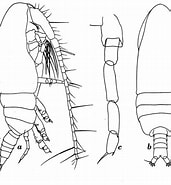 Image result for "acrocalanus Andersoni". Size: 171 x 185. Source: copepodes.obs-banyuls.fr