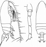 Image result for Acrocalanus andersoni Order. Size: 182 x 185. Source: copepodes.obs-banyuls.fr