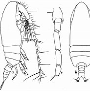 Afbeeldingsresultaten voor Acrocalanus andersoni Klasse. Grootte: 184 x 185. Bron: copepodes.obs-banyuls.fr