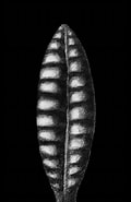 Afbeeldingsresultaten voor "ovatella Denticulata". Grootte: 120 x 185. Bron: www.researchgate.net
