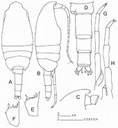 Afbeeldingsresultaten voor "clausocalanus Minor". Grootte: 170 x 185. Bron: www.researchgate.net